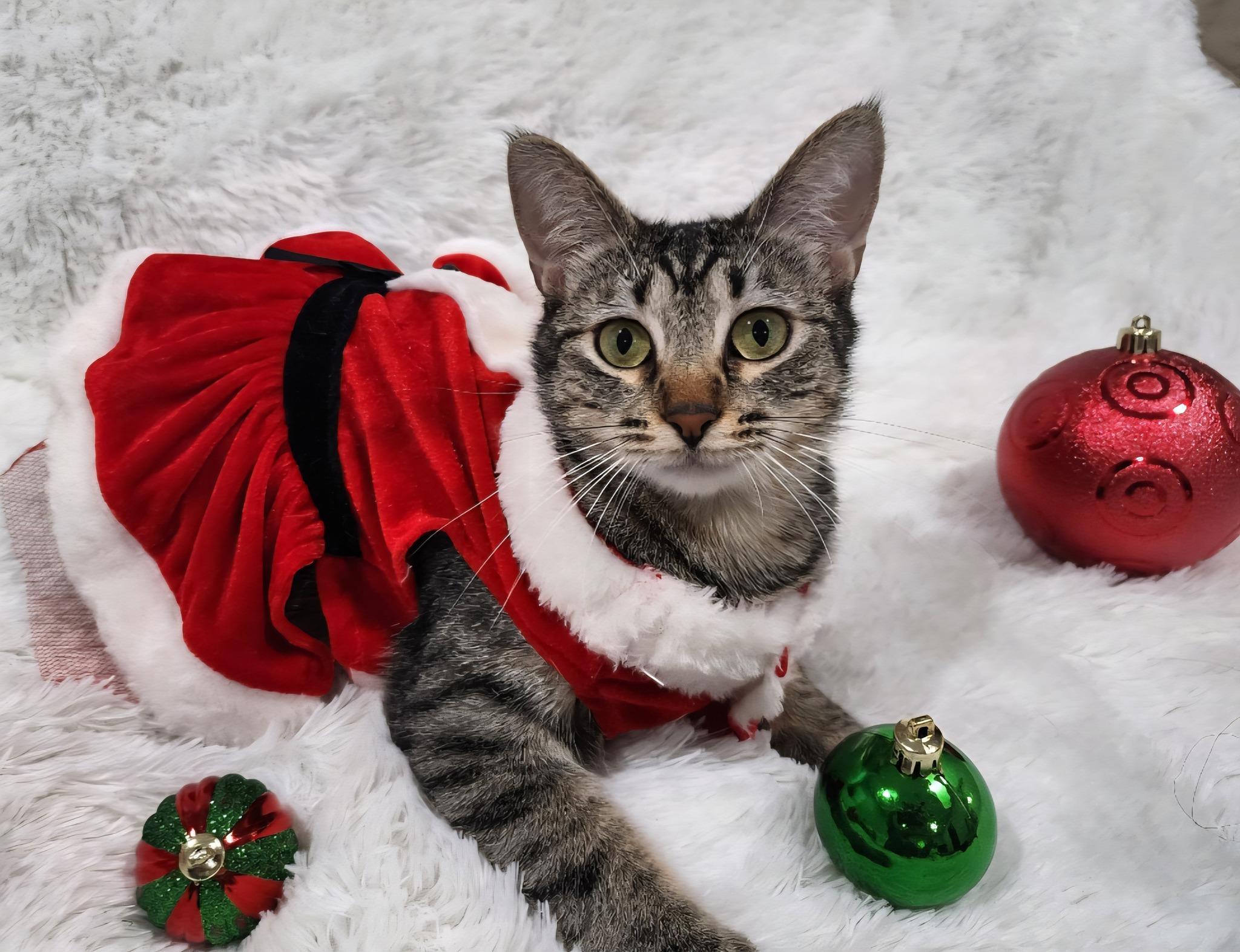 Shirley, a Adoptable mixed breed in Fort Worth, TX image 1/6