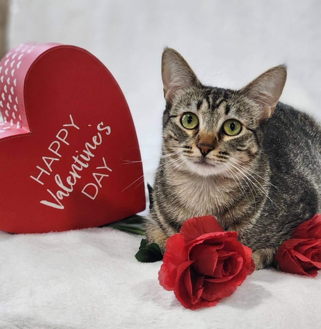 Enlarge Shirley, a Adoptable mixed breed in Lewisville, TX image 3/6