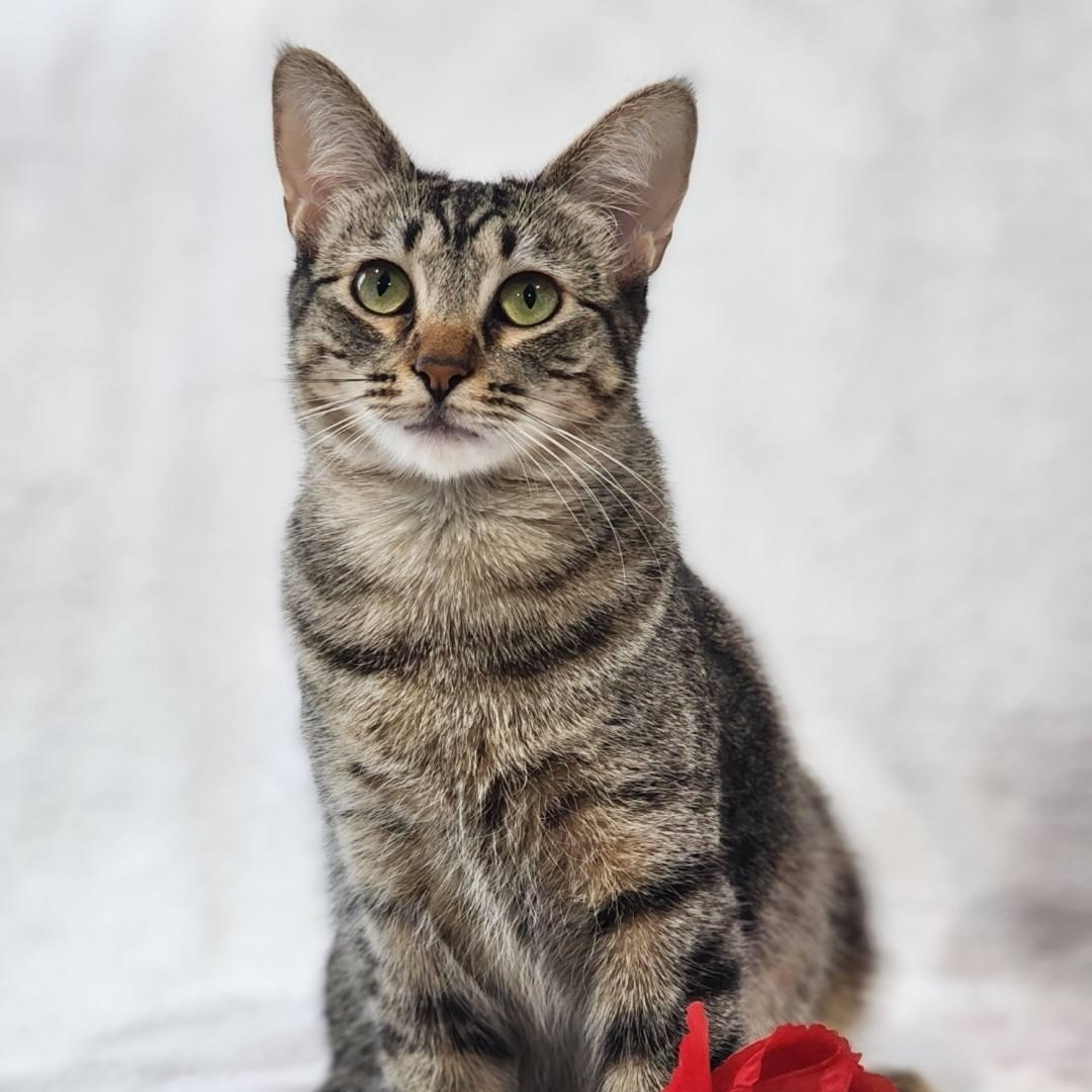 Shirley, Adoptable, Young Female Tabby & Calico.