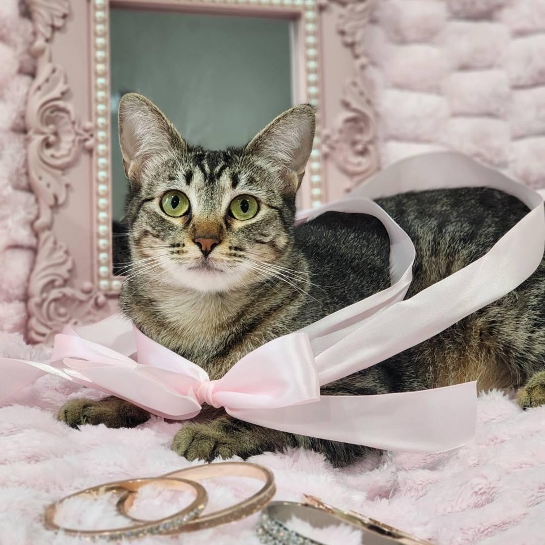 Enlarge Shirley, a Adoptable mixed breed in Lewisville, TX image 1/6