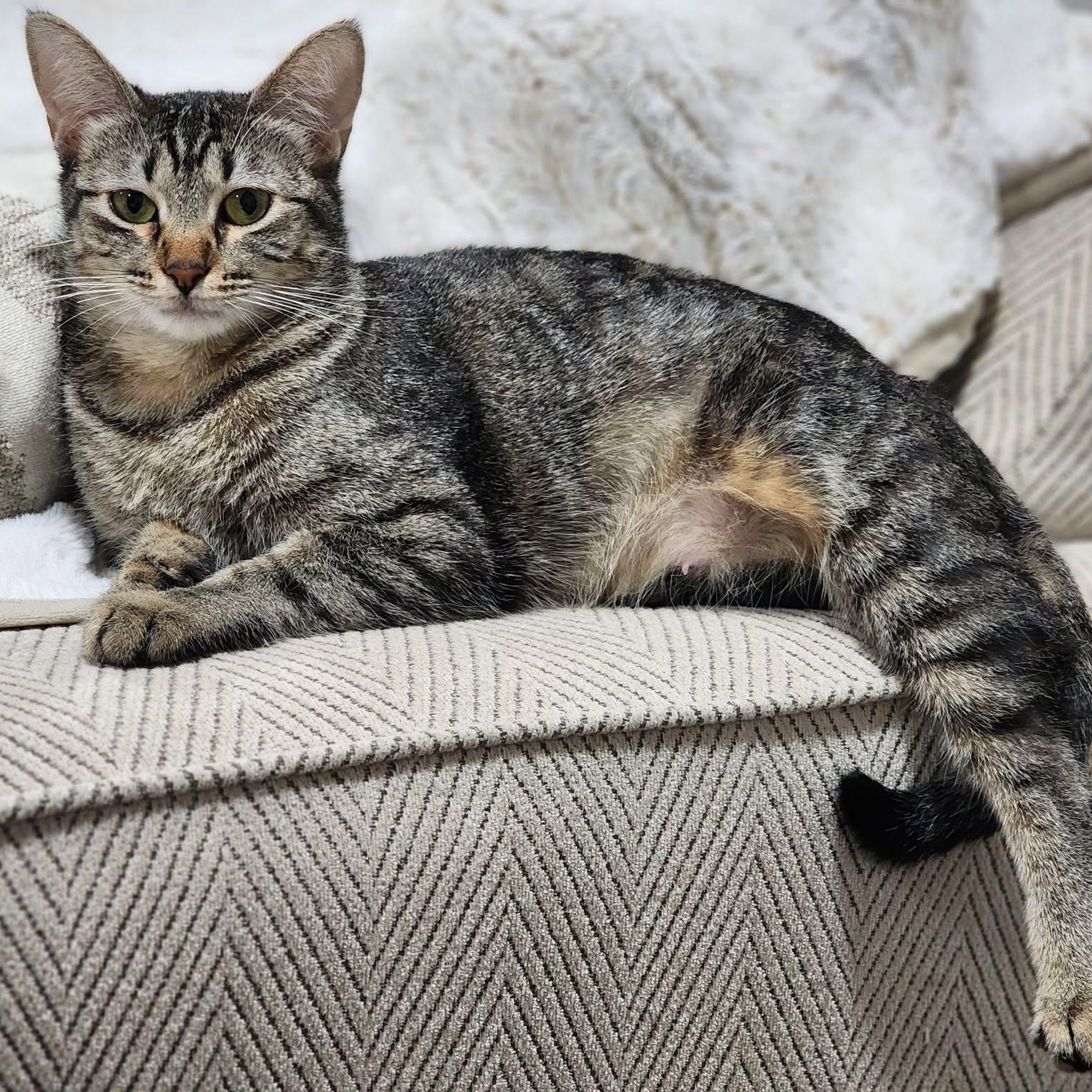 Shirley, a Adoptable mixed breed in Fort Worth, TX image 2/6