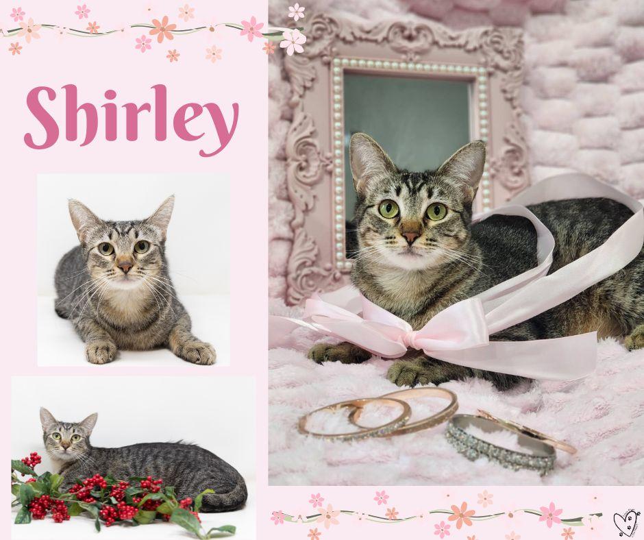 Enlarge Shirley, a Adoptable mixed breed in Lewisville, TX image 6/6