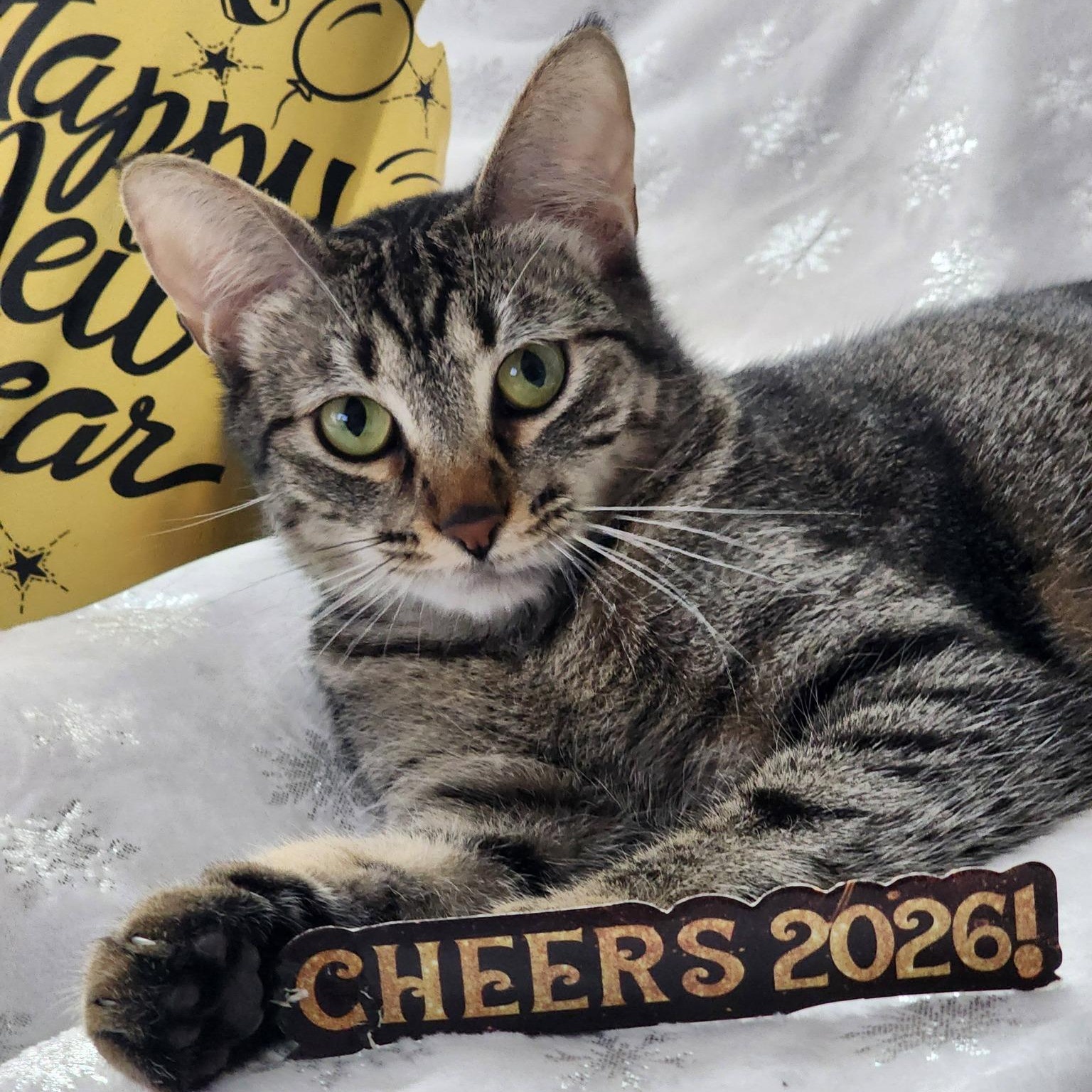 Enlarge Shirley, a Adoptable mixed breed in Lewisville, TX image 2/6