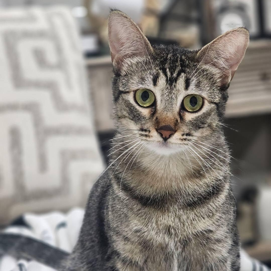 Shirley, Adoptable, Adult Female Tabby & Calico.