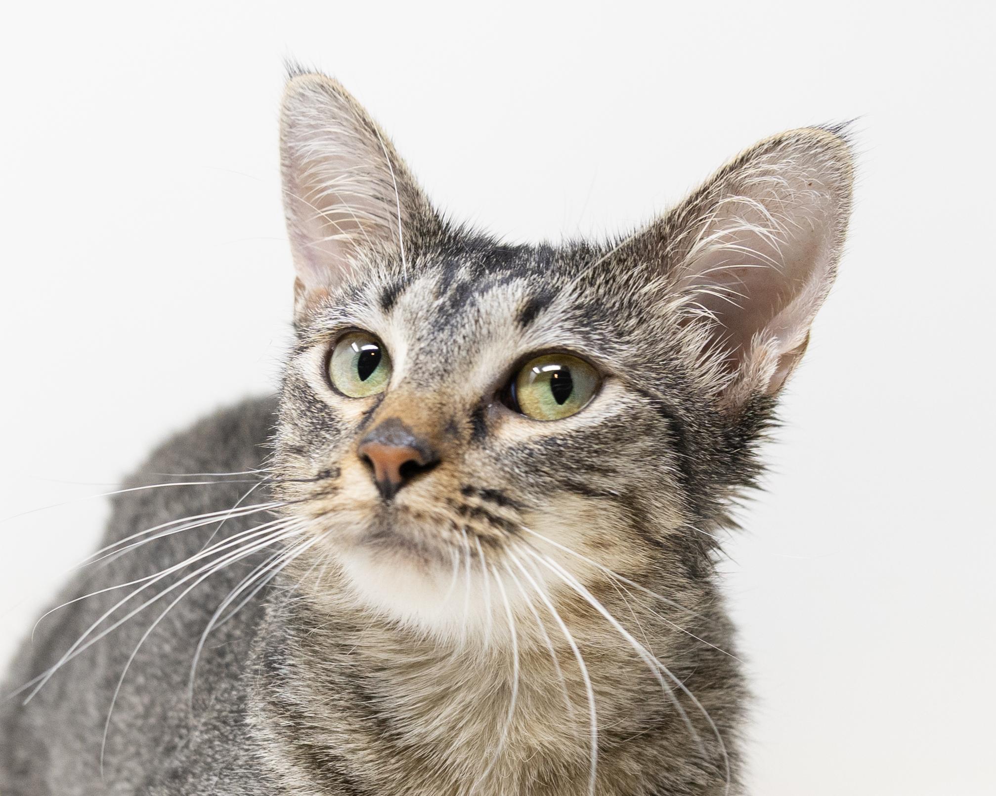 Shirley, a Adoptable mixed breed in Fort Worth, TX image 2/6