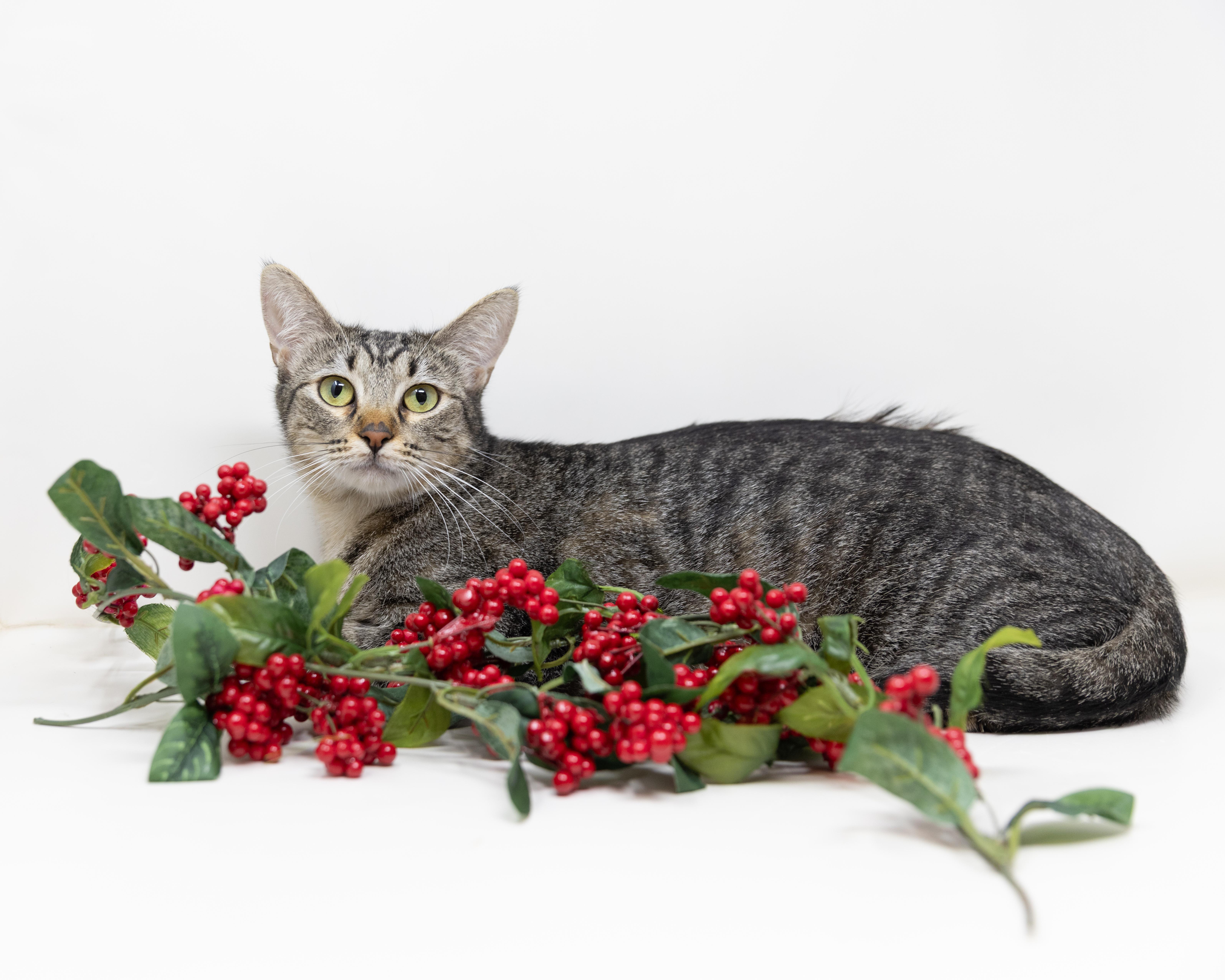 Enlarge Shirley, a Adoptable mixed breed in Lewisville, TX image 3/6