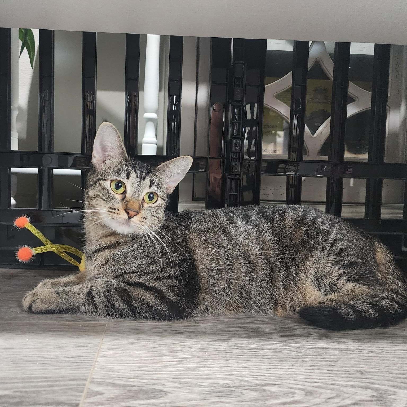 Shirley, a Adoptable mixed breed in Fort Worth, TX image 5/6