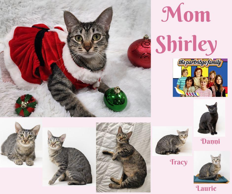 Shirley, a Adoptable mixed breed in Fort Worth, TX image 3/6