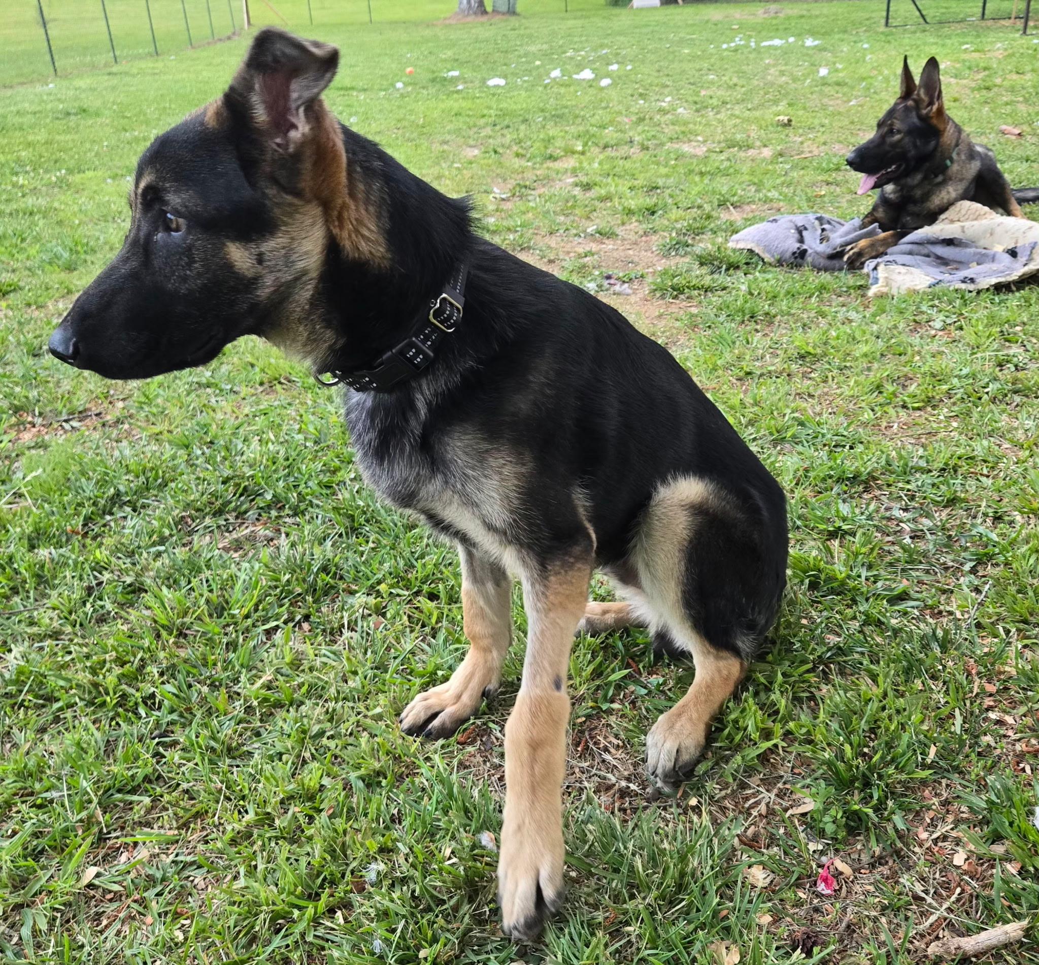 Fabien, an adopted German Shepherd Dog in Rome, GA image 2/2