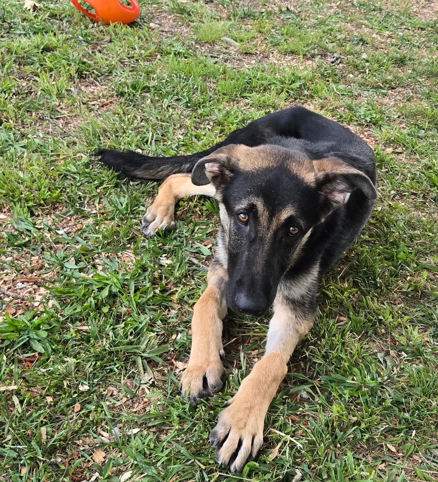 Fabien, adopted, Young Male German Shepherd Dog.
