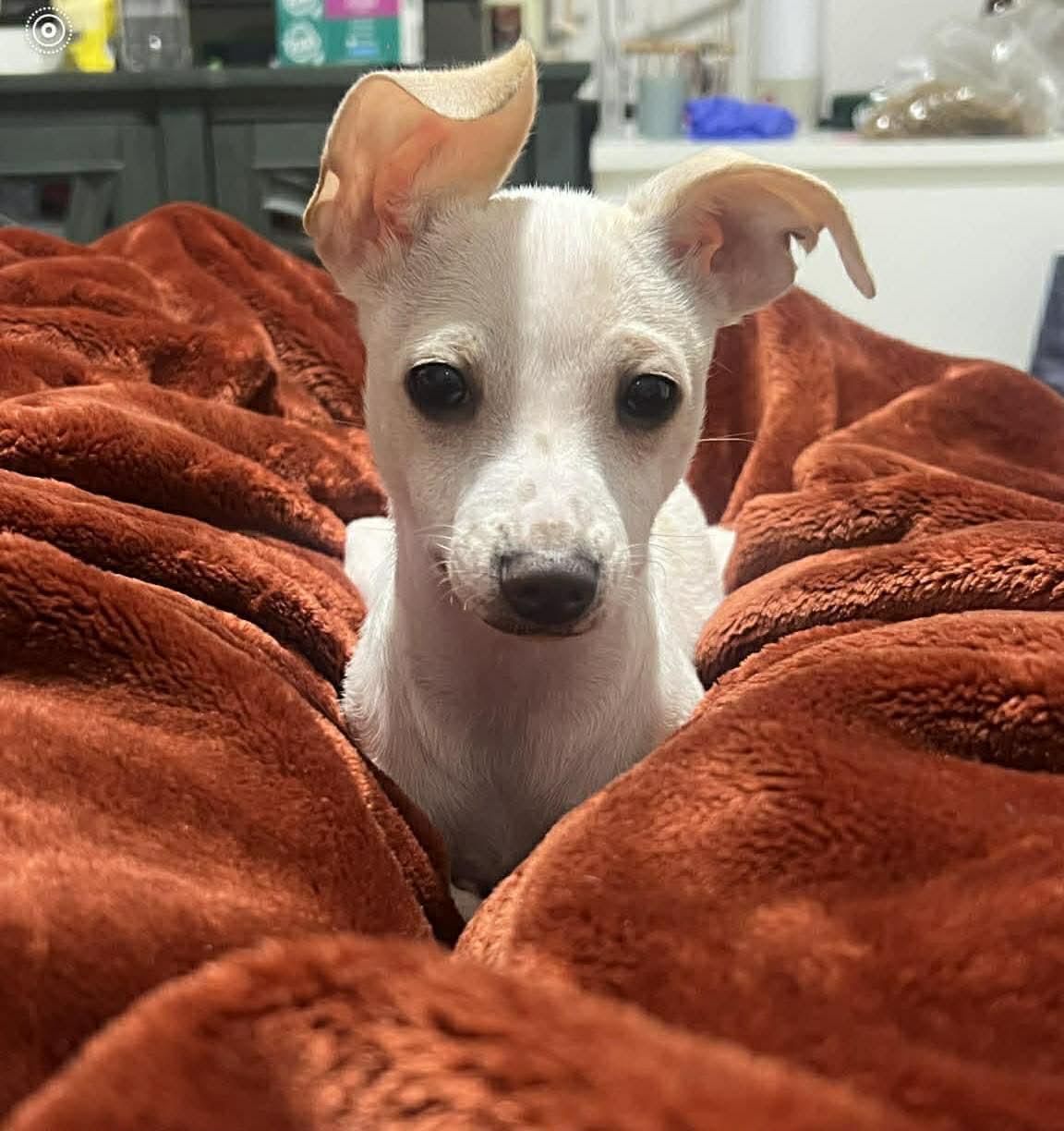 Enlarge Eggnog CS , a ADOPTABLE mixed breed in Columbia, MD image 1/2