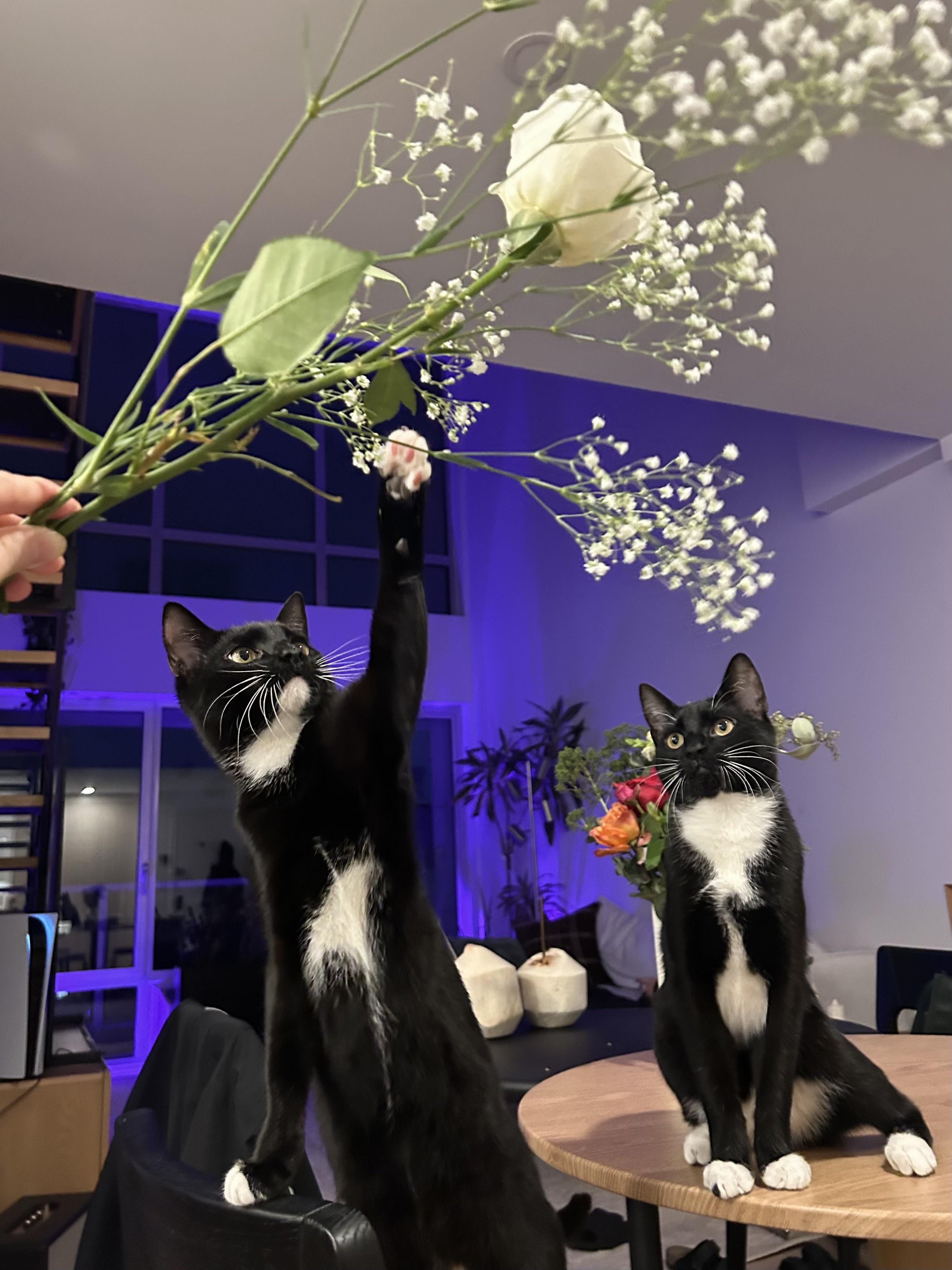 Enlarge Francis & Ferdinand, a Adoptable American Shorthair in brooklyn, NY image 2/6