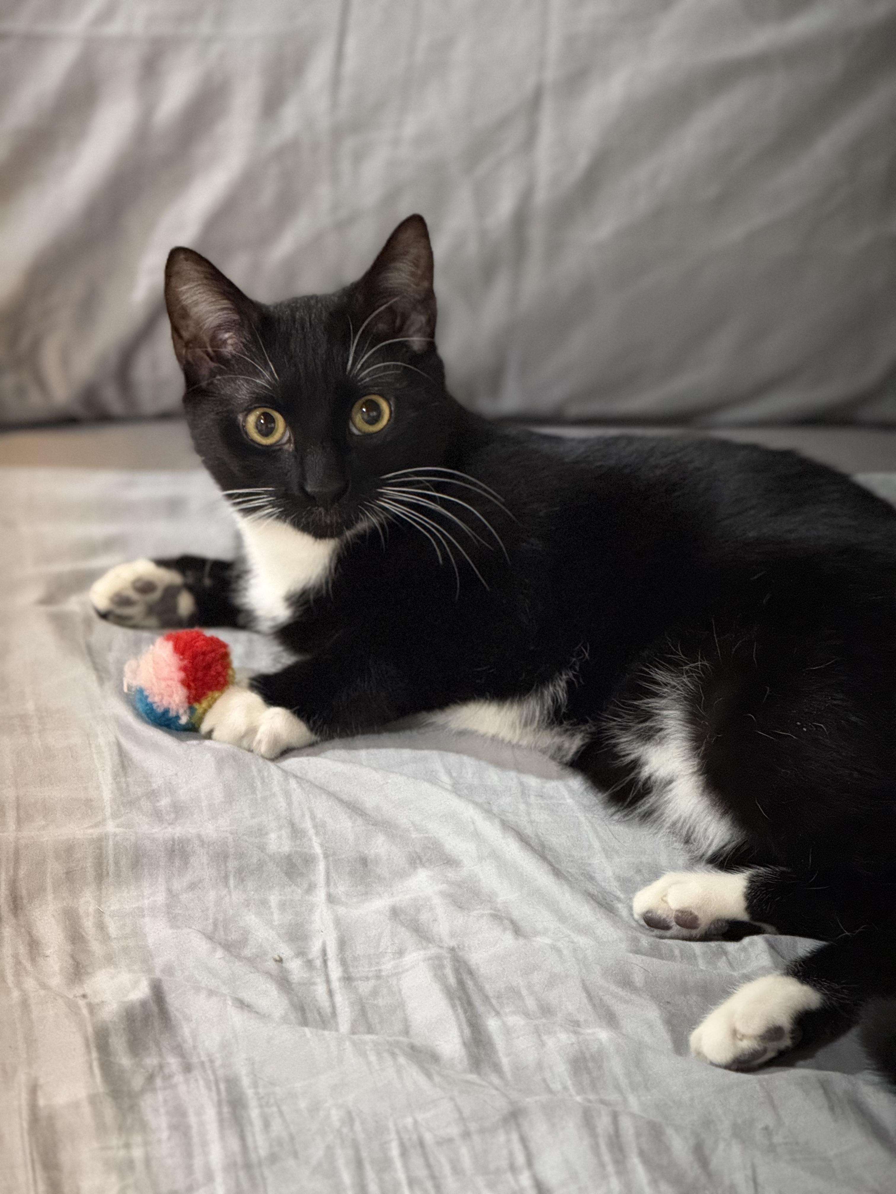 Enlarge Francis & Ferdinand, a Adoptable American Shorthair in brooklyn, NY image 3/6