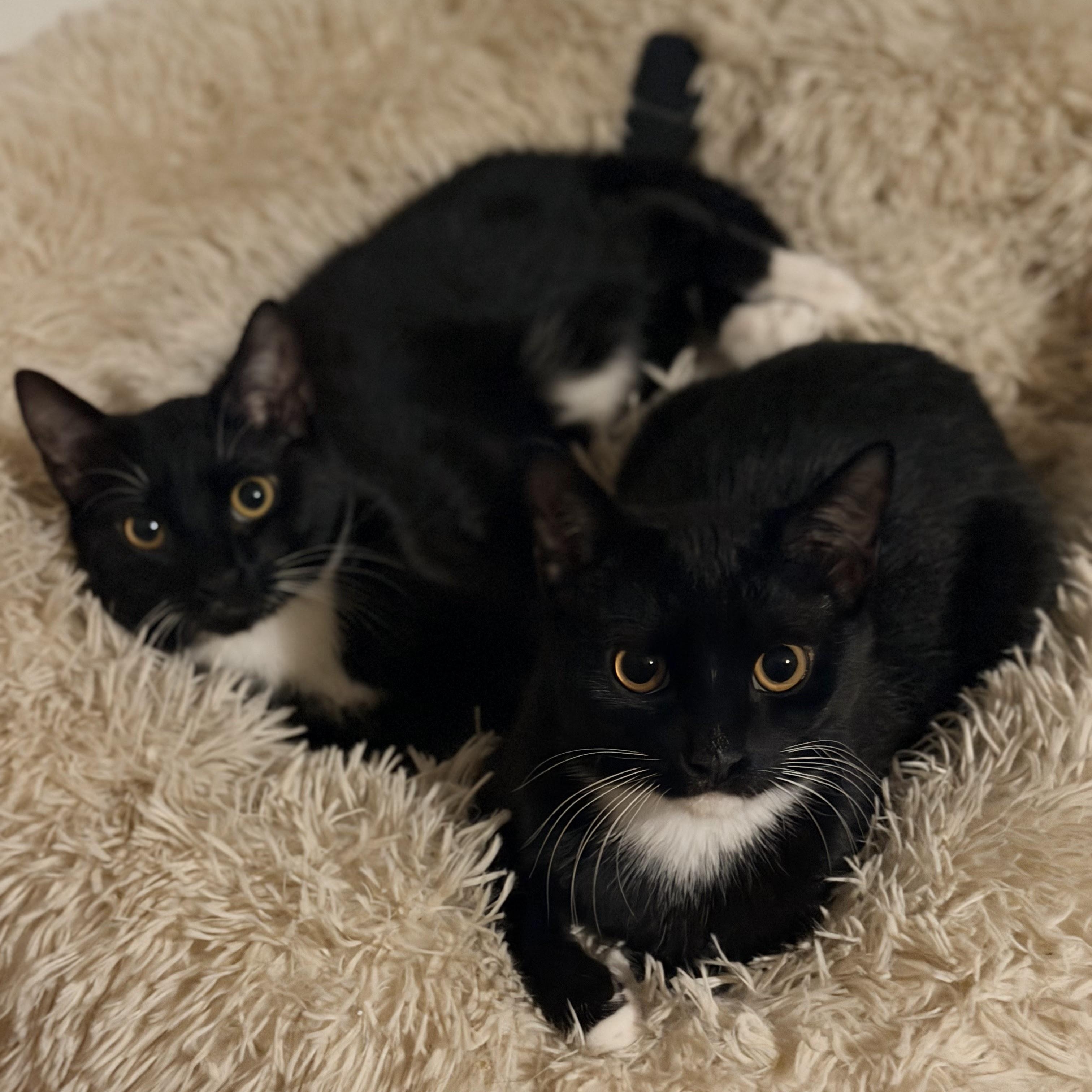 Enlarge Francis & Ferdinand, a Adoptable American Shorthair in brooklyn, NY image 1/6