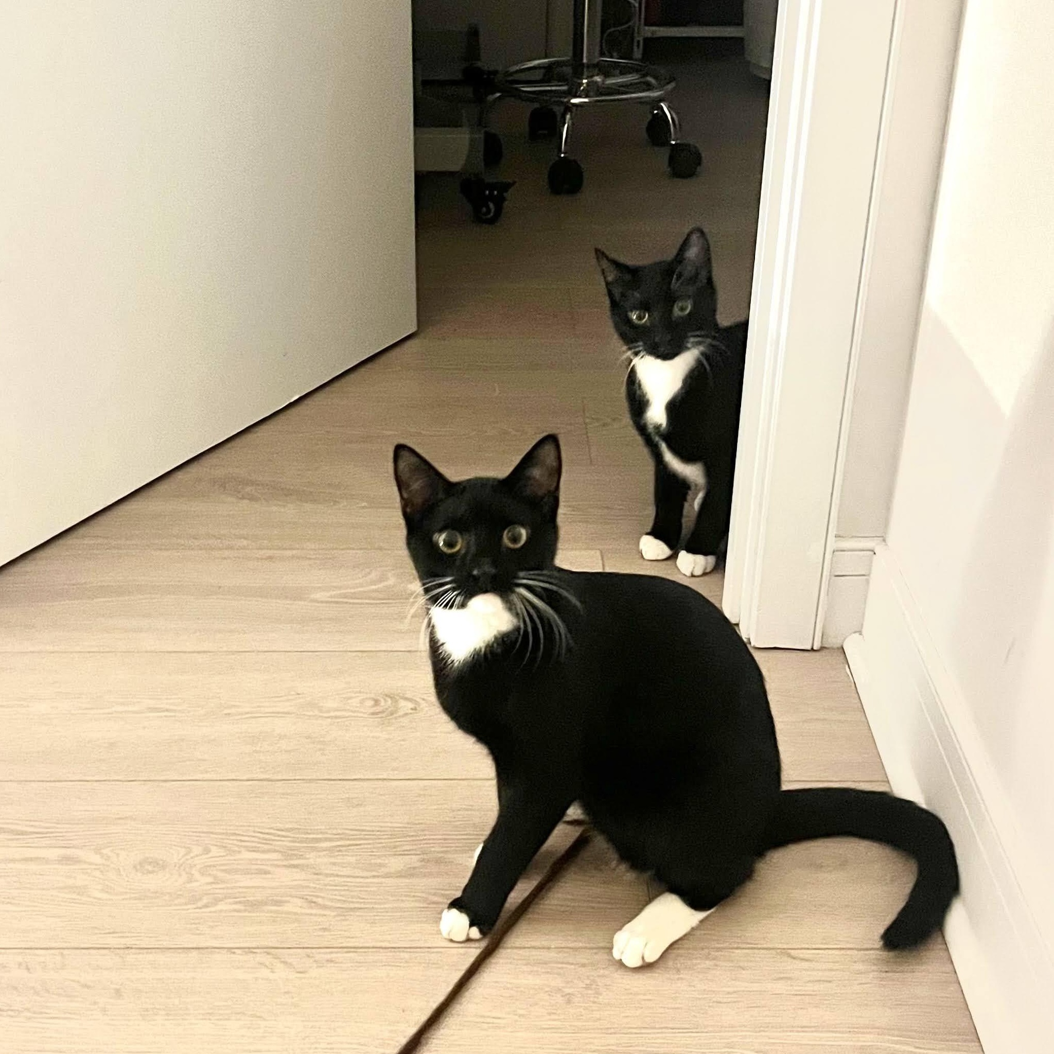 Enlarge Francis & Ferdinand, a Adoptable American Shorthair in brooklyn, NY image 5/6