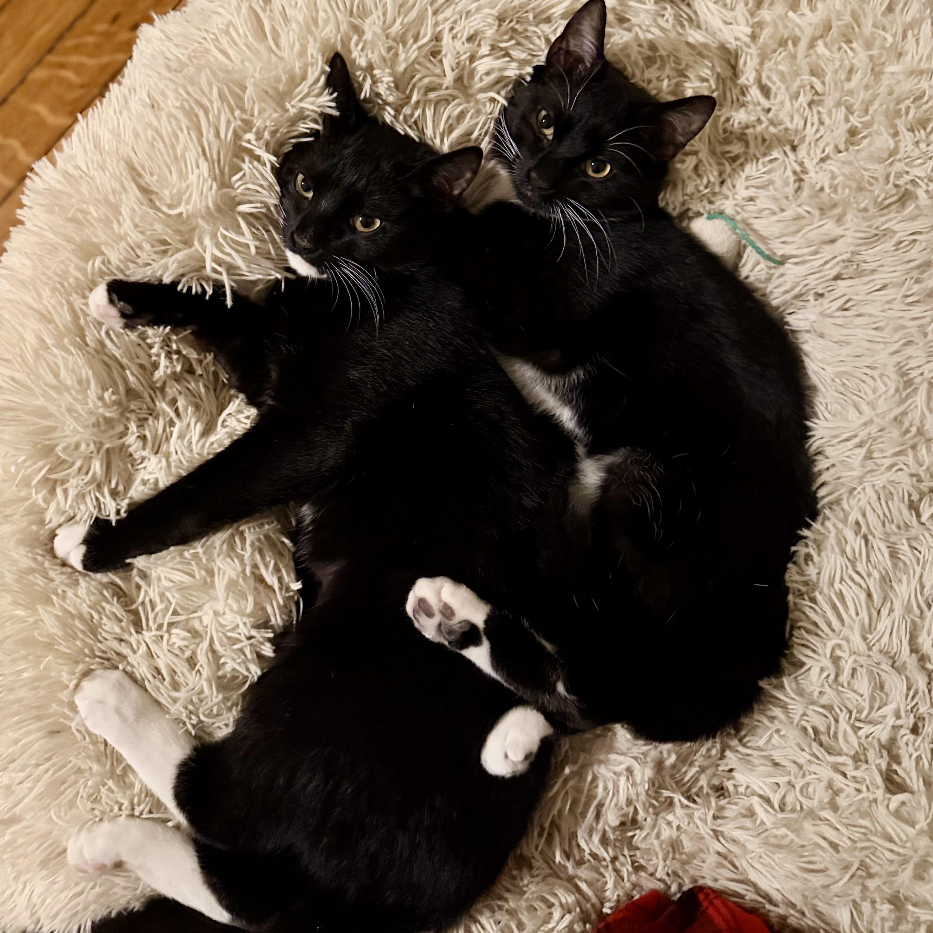 Enlarge Francis & Ferdinand, a Adoptable American Shorthair in brooklyn, NY image 6/6