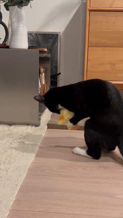 Enlarge Francis & Ferdinand, a Adoptable American Shorthair in brooklyn, NY video 4/6