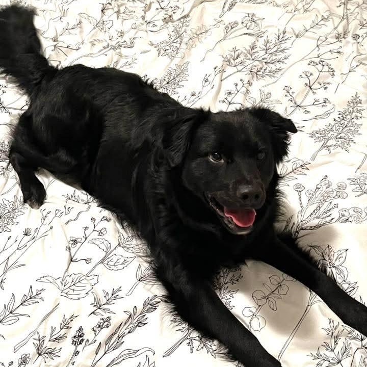 Enlarge Flux, a ADOPTABLE mixed breed in Kentwood, MI image 1/4