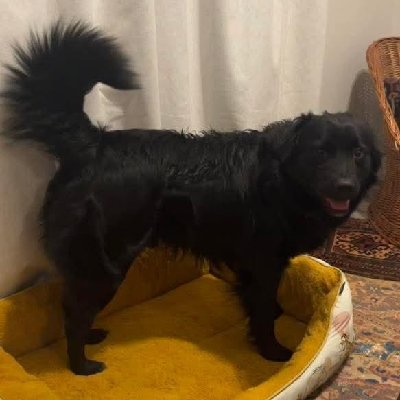 Enlarge Flux, a ADOPTABLE mixed breed in Kentwood, MI image 4/4