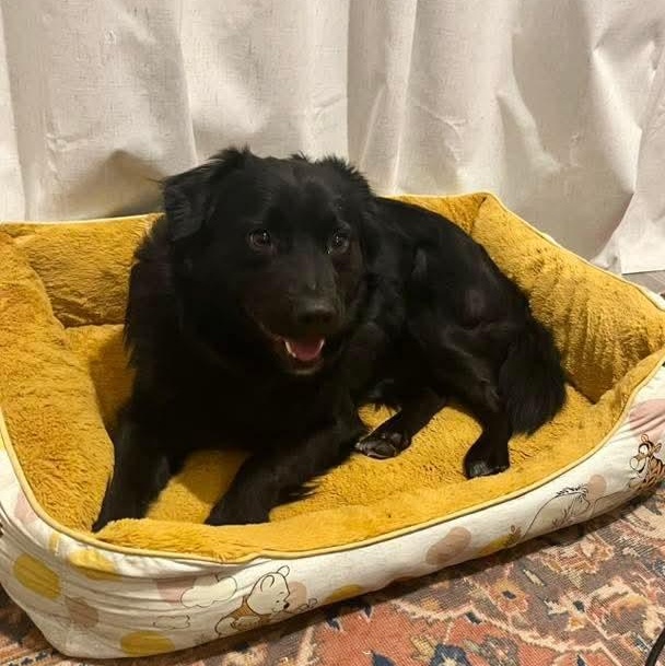 Enlarge Flux, a ADOPTABLE mixed breed in Kentwood, MI image 2/4