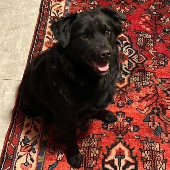 Enlarge Flux, a ADOPTABLE mixed breed in Kentwood, MI image 3/4