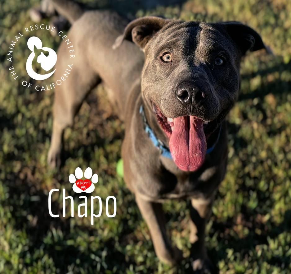 Chapo, Adoptable, Young Male Pit Bull Terrier.