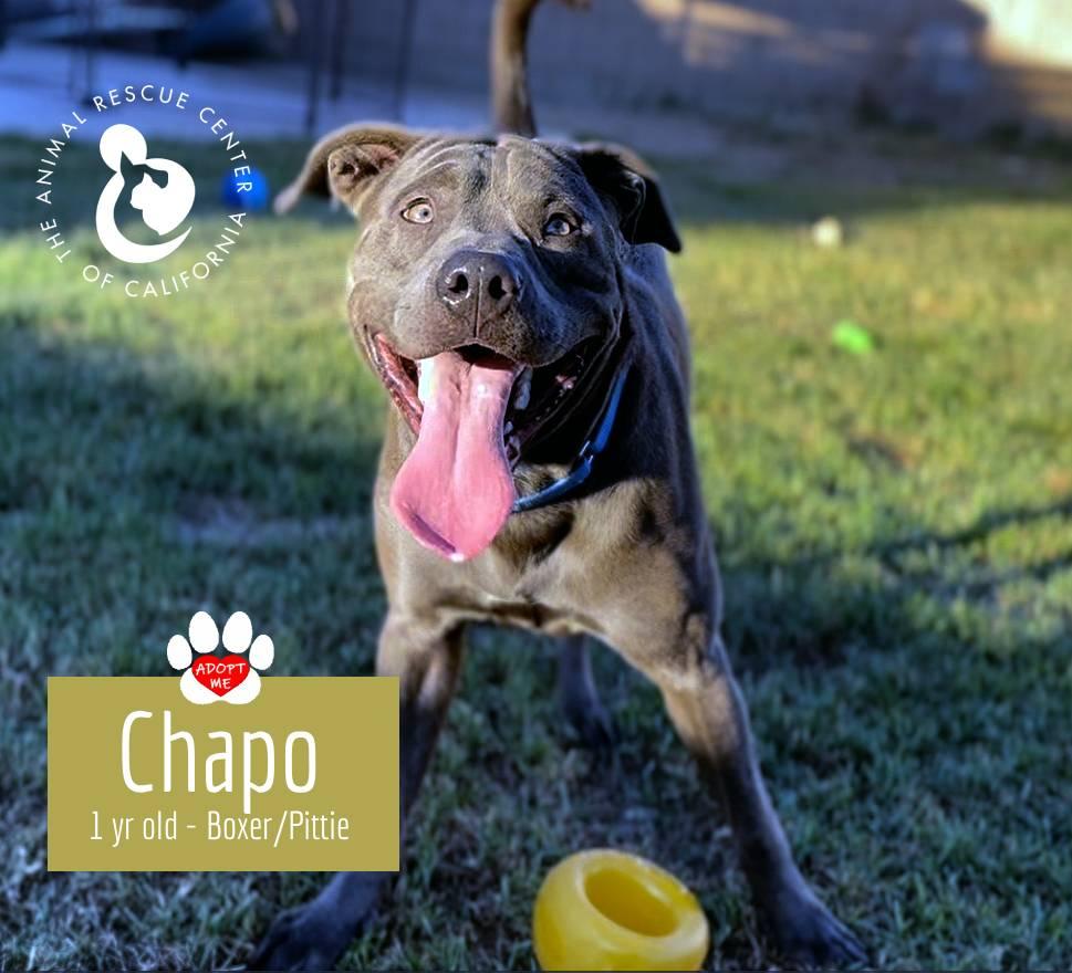 Chapo, Adoptable, Young Male Pit Bull Terrier.