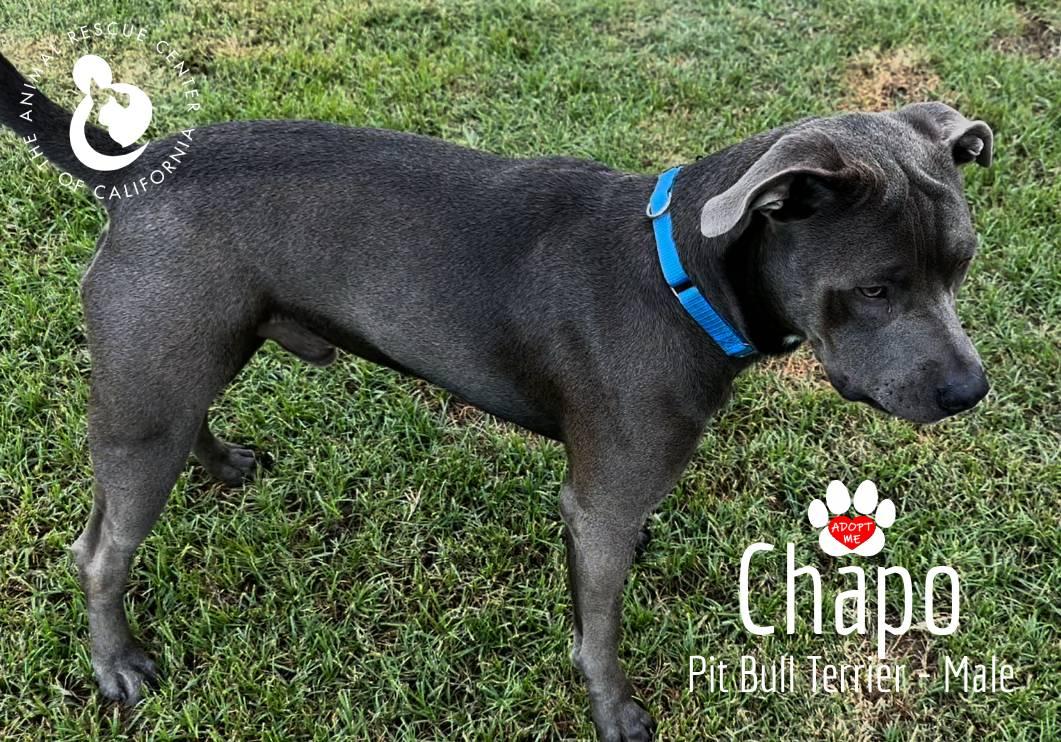 Enlarge Chapo, a Adoptable Pit Bull Terrier in Coachella, CA image 3/5
