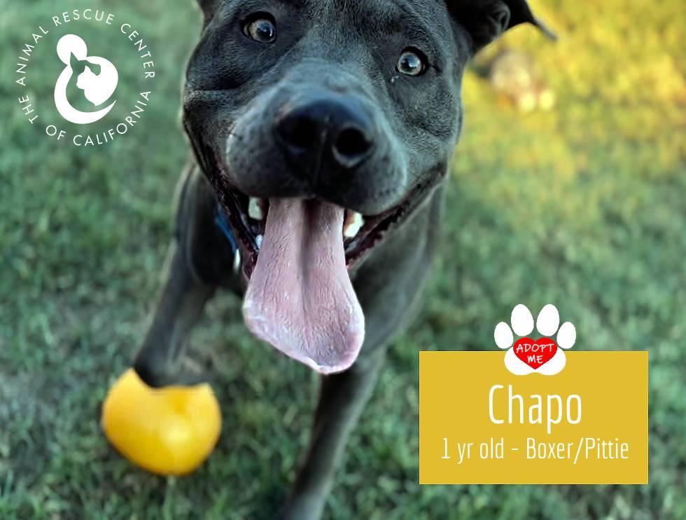 Enlarge Chapo, a Adoptable Pit Bull Terrier in Coachella, CA image 4/5