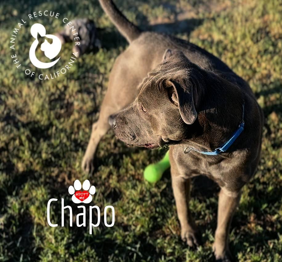 Enlarge Chapo, a Adoptable Pit Bull Terrier in Coachella, CA image 5/5