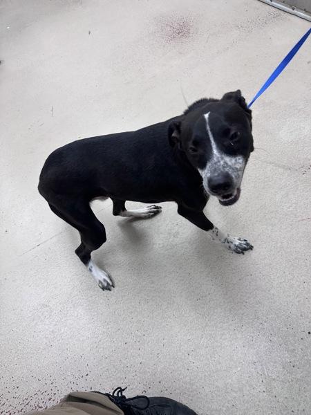 Jett(52), Adoptable, Young Male Pit Bull Terrier.