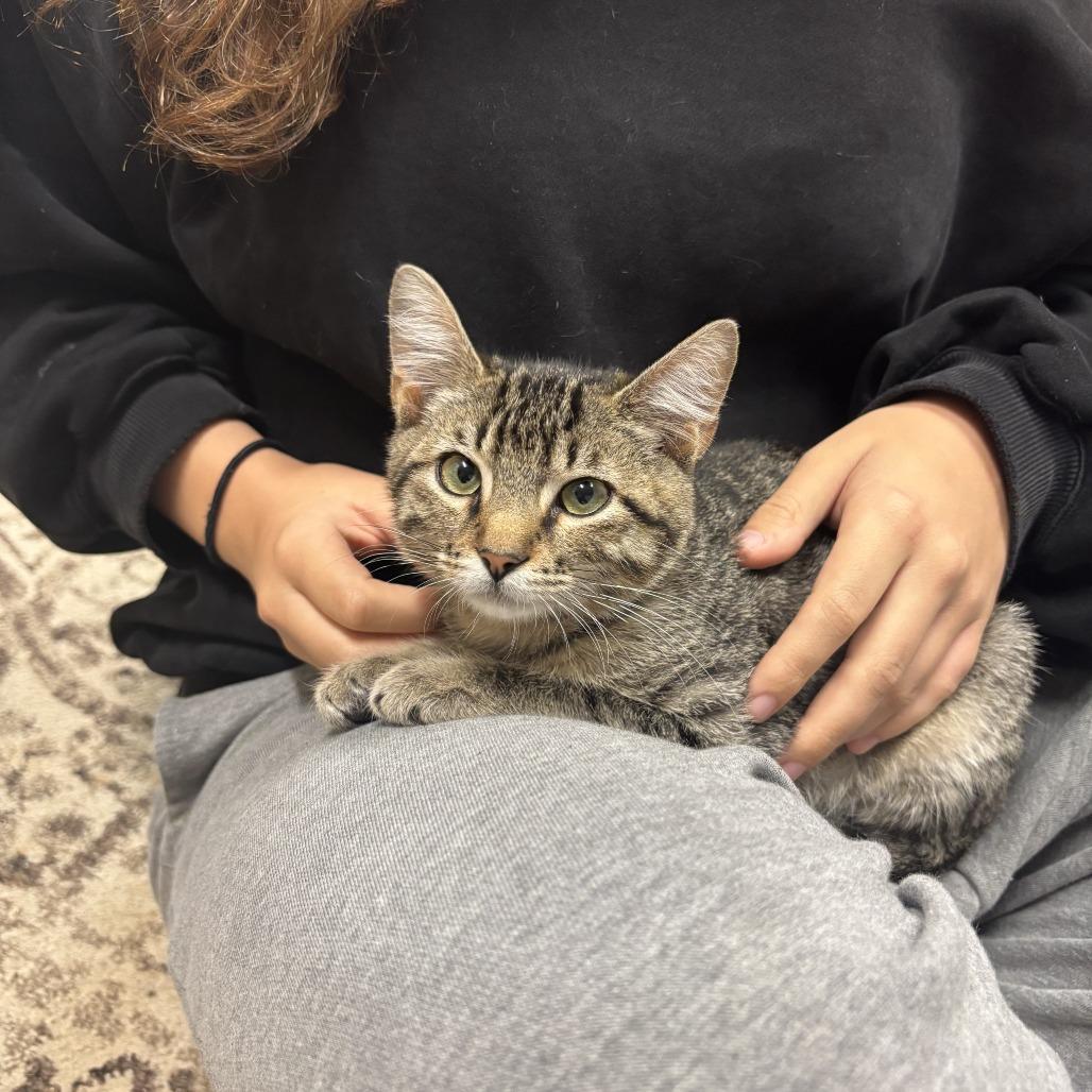 Goose, Adoptable, Kitten Male Domestic Short Hair.