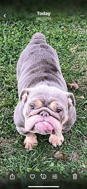 Enlarge Itsy, a Adopted American Bulldog in Chambersburg, PA image 1/3