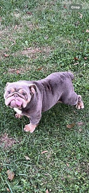 Enlarge Itsy, a Adopted American Bulldog in Chambersburg, PA image 2/3