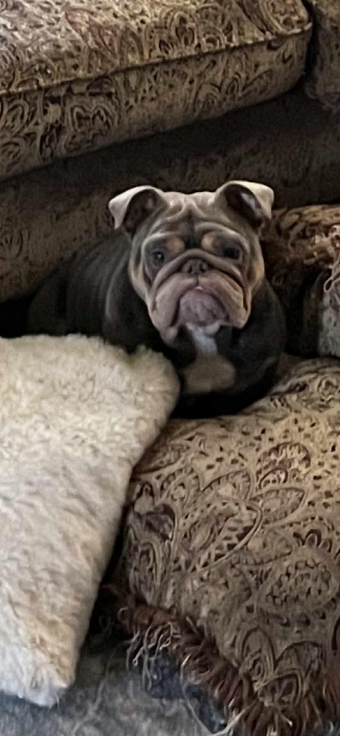 Enlarge Itsy, a Adopted American Bulldog in Chambersburg, PA image 3/3