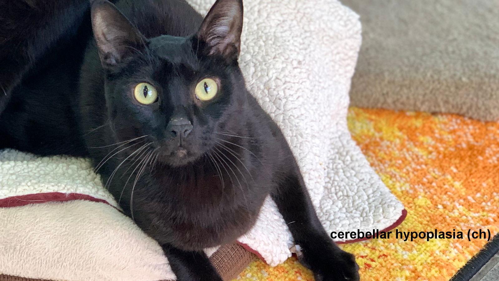 Teddy III, Adoptable, Young Male Domestic Short Hair.