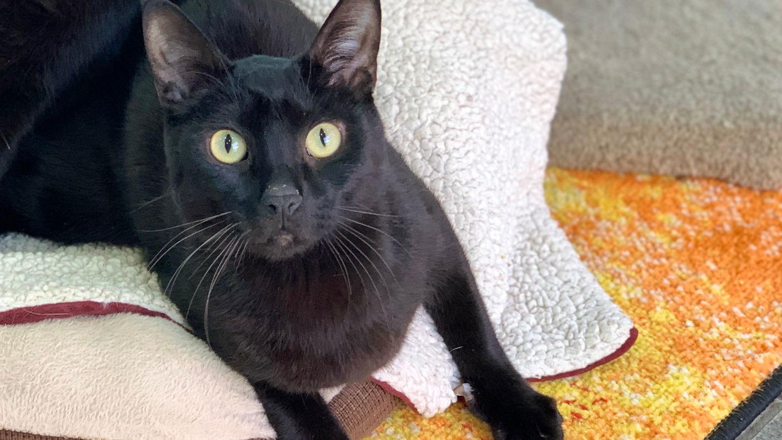 Teddy III, a Adoptable Domestic Short Hair in Santa Rosa, CA image 2/3