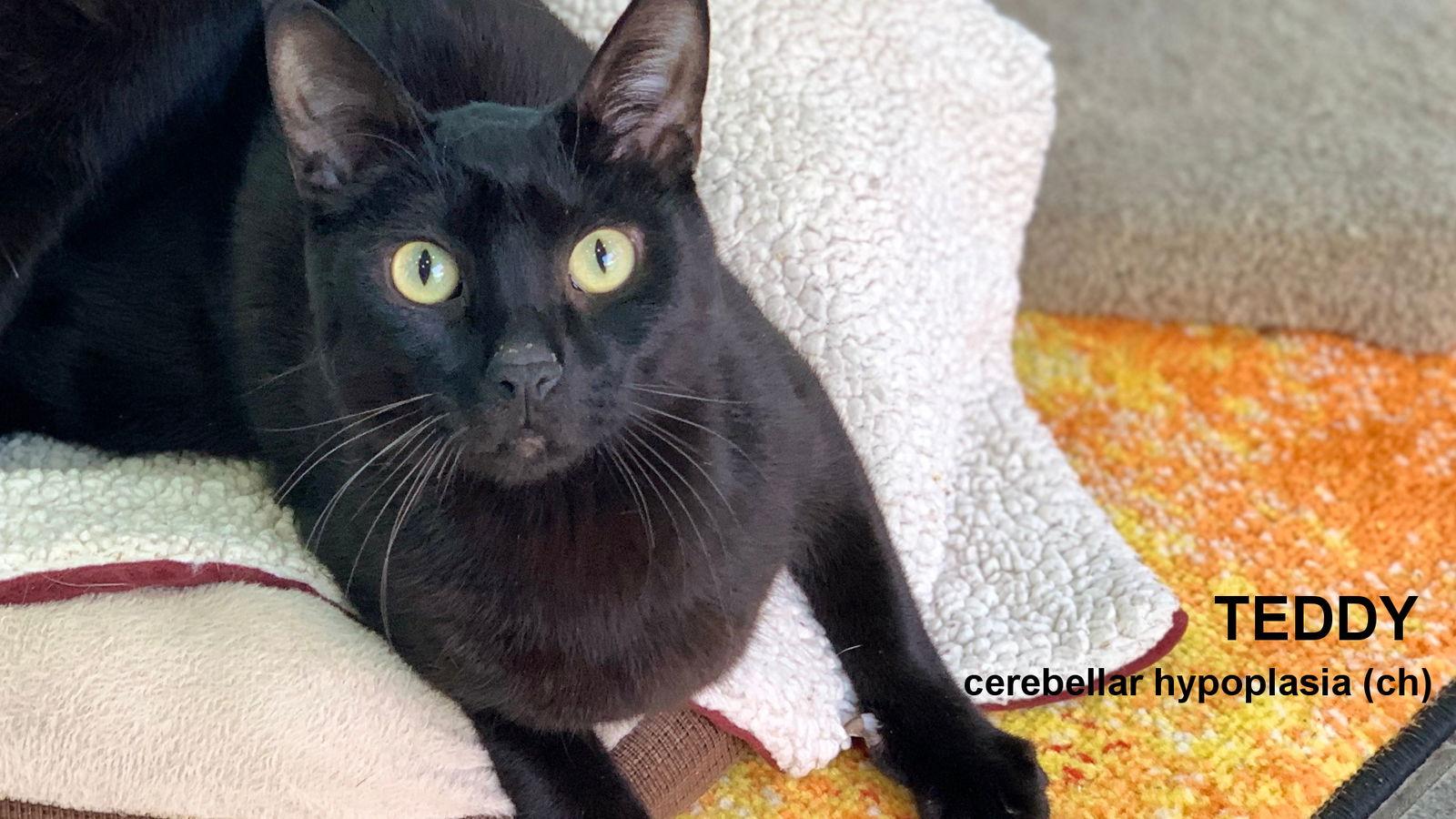 Teddy III, Adoptable, Adult Male Domestic Short Hair.