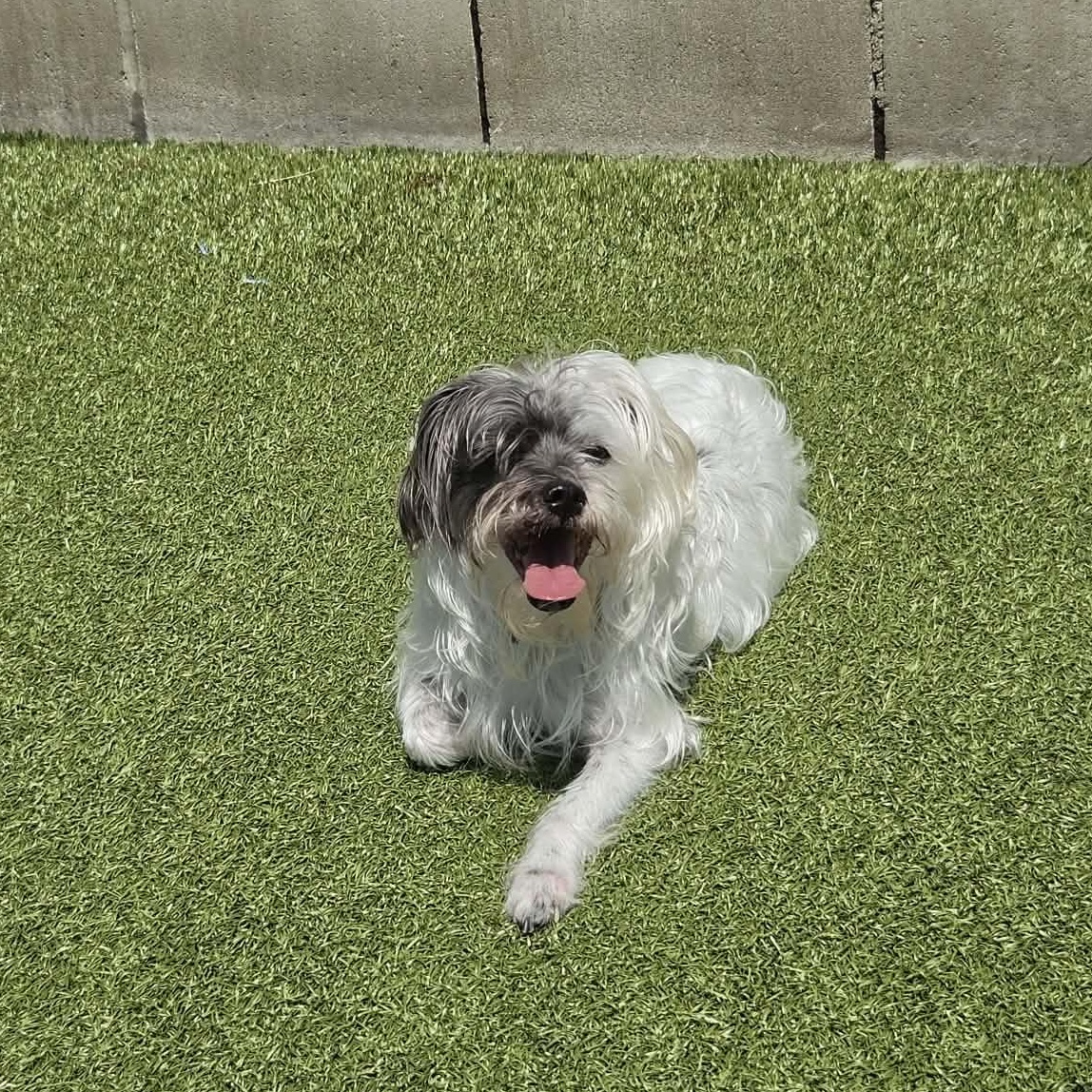 Luna, adopted, Senior Female Shih Tzu.