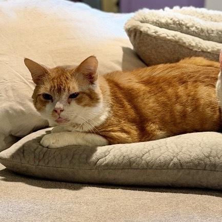 Enlarge Rebel PP, a Adoptable Domestic Short Hair in Greenville, SC image 2/2