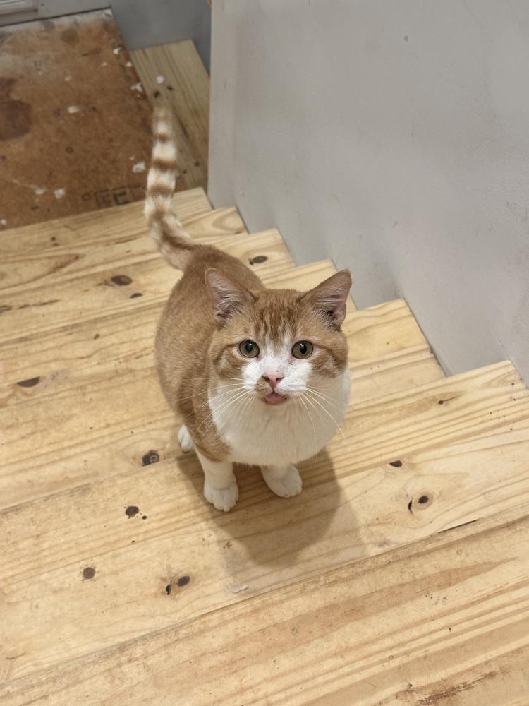 Enlarge Rebel PP, a Adoptable Domestic Short Hair in Greenville, SC image 2/2