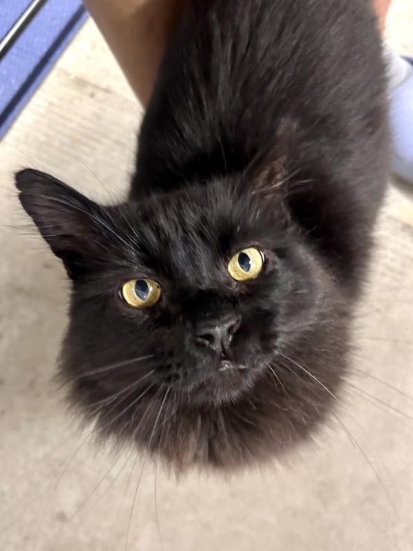 Loki, Adoptable, Adult Male Domestic Long Hair.