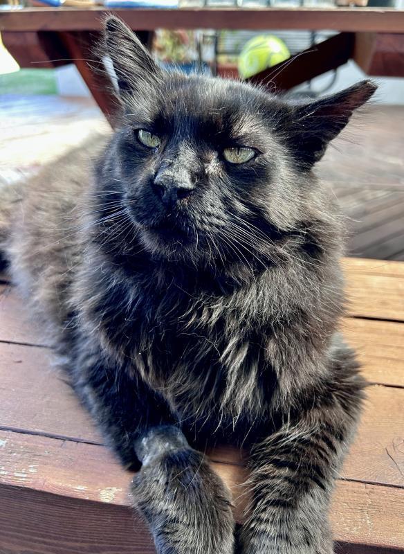 Enlarge Loki, a Adoptable Domestic Long Hair in Sunnyvale, CA image 4/4