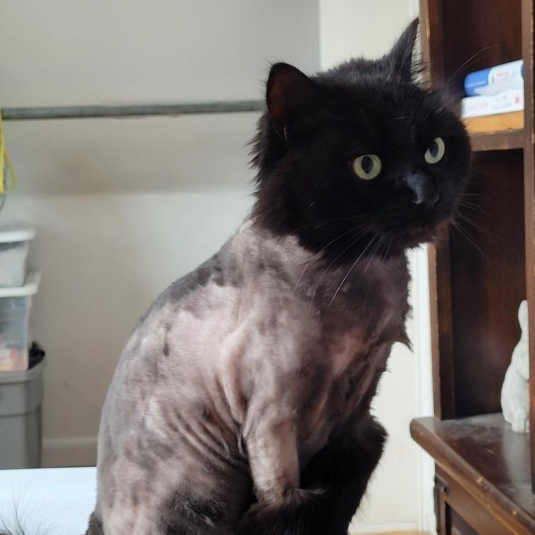 Sasha, Adoptable, Adult Female Domestic Long Hair.