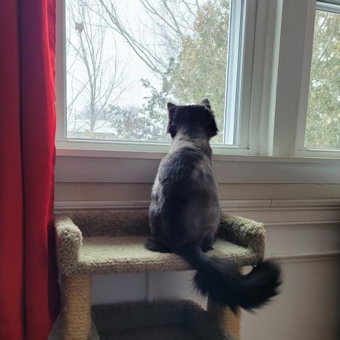 Enlarge Sasha, a Adoptable mixed breed in Brockton, MA image 2/4