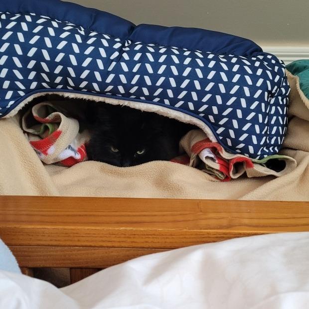 Enlarge Sasha, a Adoptable mixed breed in Brockton, MA image 3/4