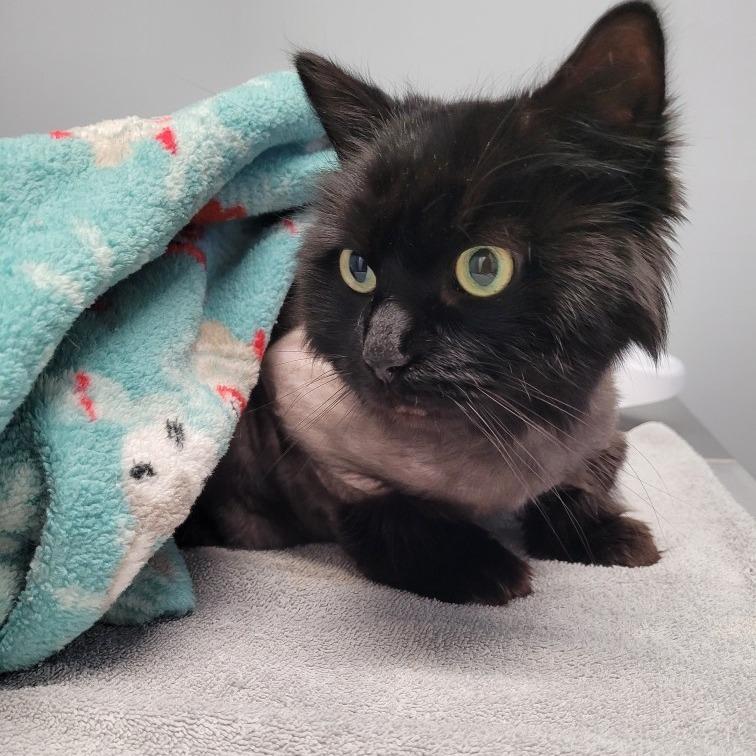 Enlarge Sasha, a Adoptable mixed breed in Brockton, MA image 4/4