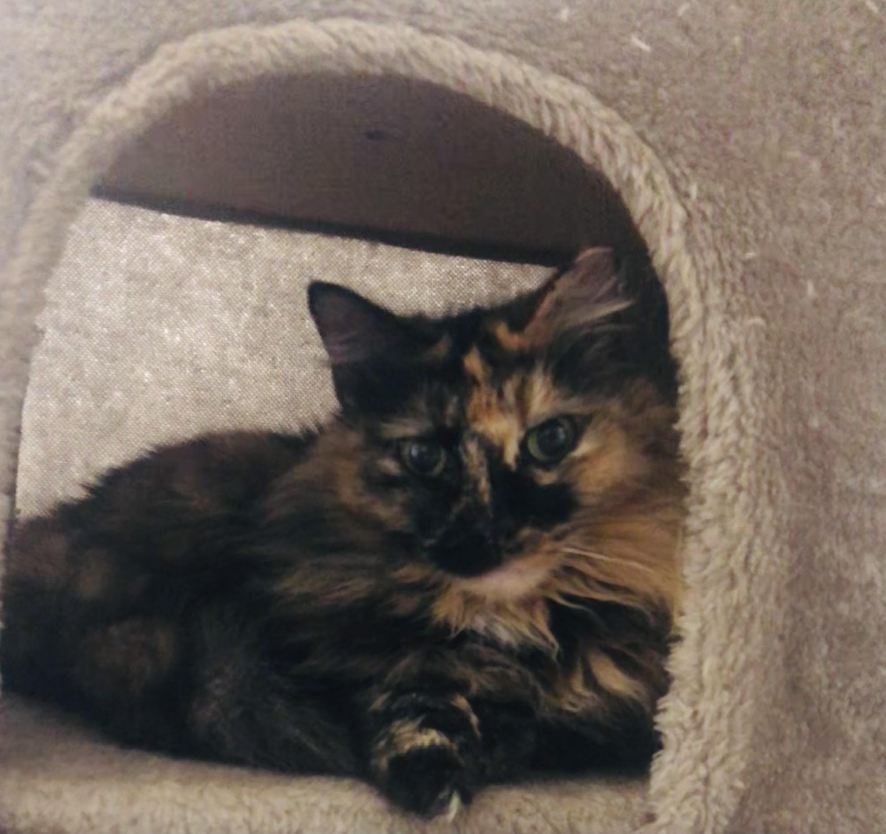 Enlarge FlufferNutter, a Adoptable Domestic Medium Hair in Lantana, FL image 1/6