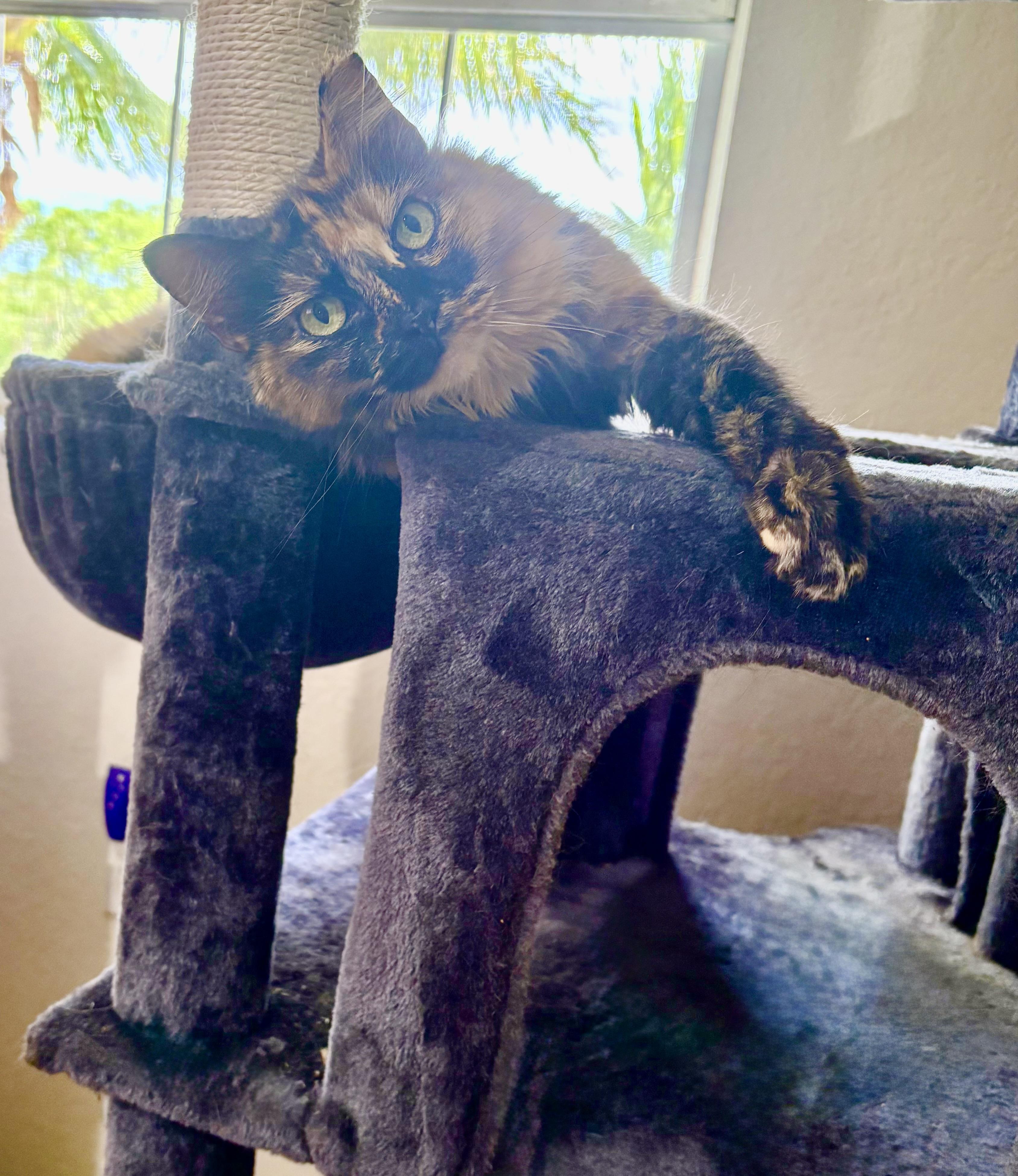 Enlarge FlufferNutter, a Adoptable Domestic Medium Hair in Lantana, FL image 2/6