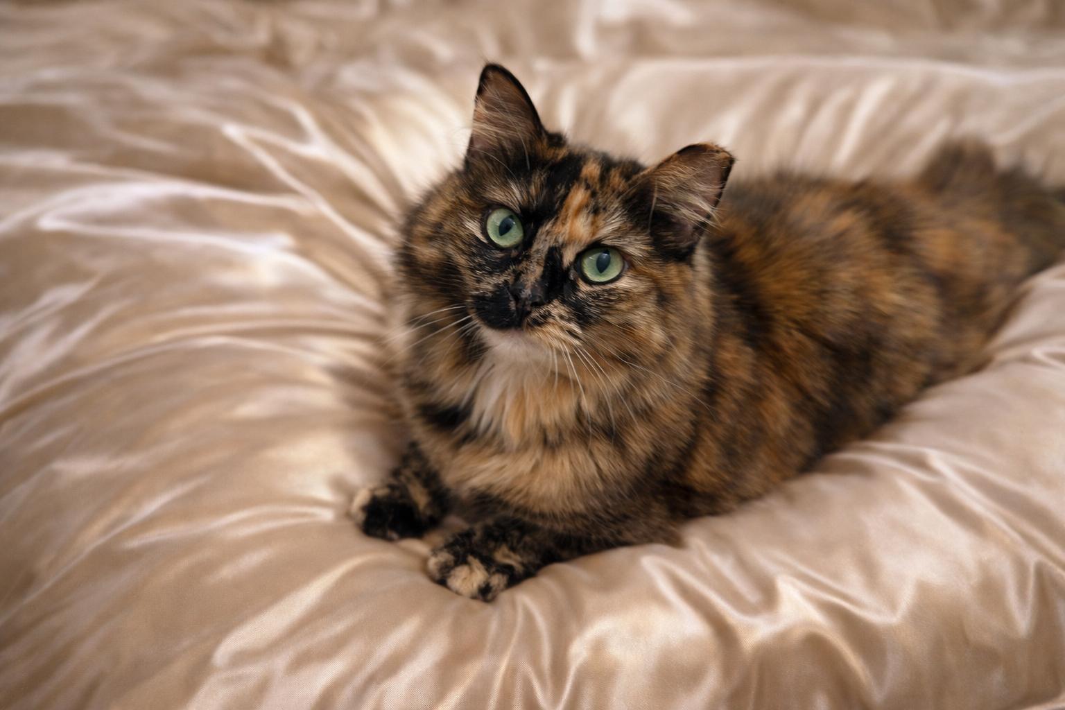 Enlarge FlufferNutter, a Adoptable Domestic Medium Hair in Lantana, FL image 5/6